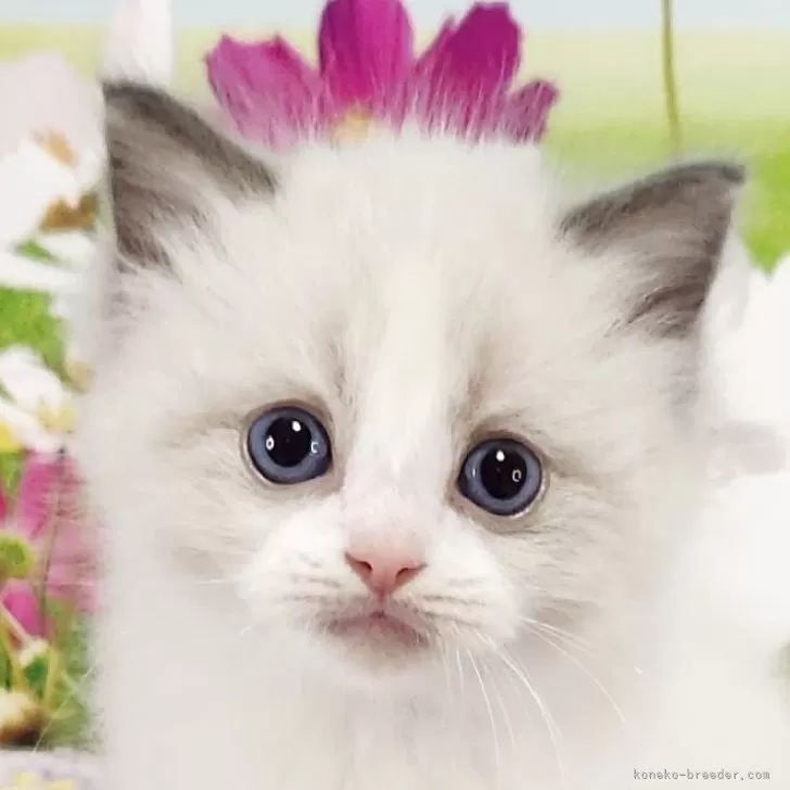 ID:2504-02965の子猫
