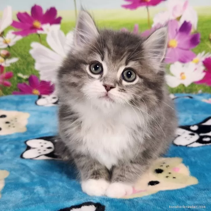 ID:2504-00106の子猫