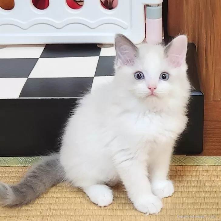 ID:2505-02791の子猫