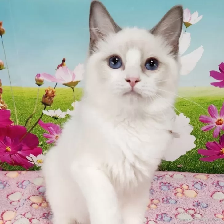 ID:2506-00893の子猫