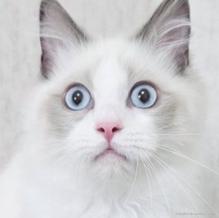 ブリーダー画像