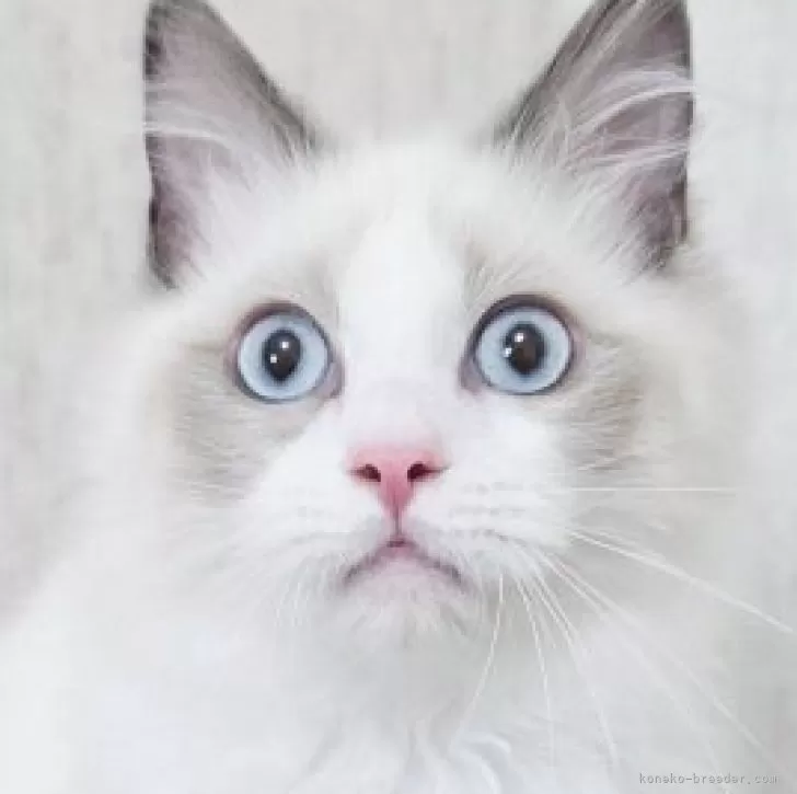 ラグドール【奈良県・男の子・2025年7月11日・ブルーポイントバイカラー】の写真1「人見知りのしないフレンドリーな男の子お父さんはチャンピオンです💓」