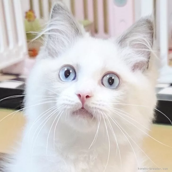 ラグドール【奈良県・男の子・2025年7月11日・ブルーポイントバイカラー】の写真1「人見知りのしないフレンドリーな男の子お父さんはチャンピオンです💓」