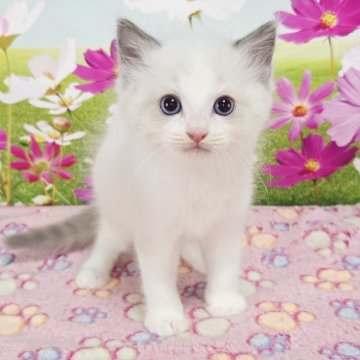 ラグドール【奈良県・男の子・2025年8月25日・ブルーポイントバイカラー】の写真「甘えん坊なラグドール」