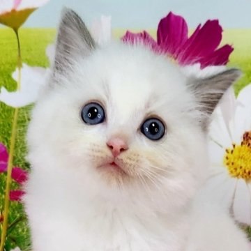 ラグドール【奈良県・男の子・2025年9月12日・ブルーポイントバイカラー】の写真「むっちりタイプ😆」