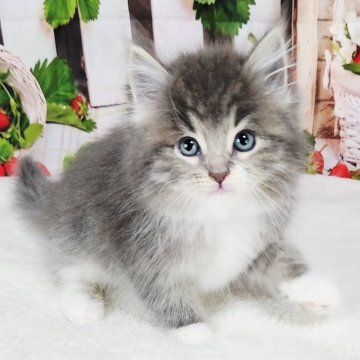 サイベリアン【奈良県・女の子・2025年9月9日・ブルーマッカレルタビー&ホワイト】の写真「美しいサイベリアン🎵」