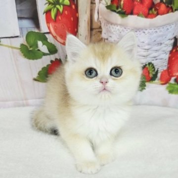 ブリティッシュショートヘア【奈良県・女の子・2025年9月9日・ブルーゴールデンシェーデット】の写真「まるでデディベアのよう🥰」