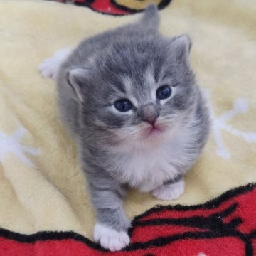 サイベリアン【奈良県・男の子・2025年11月27日・ブルーマッカレルタビー&ホワイト】の写真「なんともまん丸で可愛い🎵」