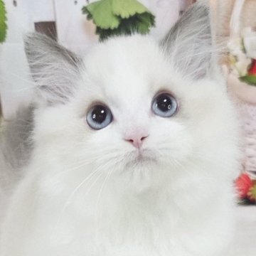 ラグドール【奈良県・女の子・2025年9月12日・ブルーポイントバイカラー】の写真「かわいらしいが溢れてます😊」