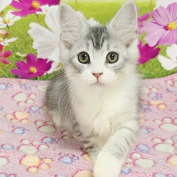 サイベリアン【奈良県・女の子・2025年7月14日・シルバーマッカレルタビー&ホワイト】の写真「人懐っこい女の子」