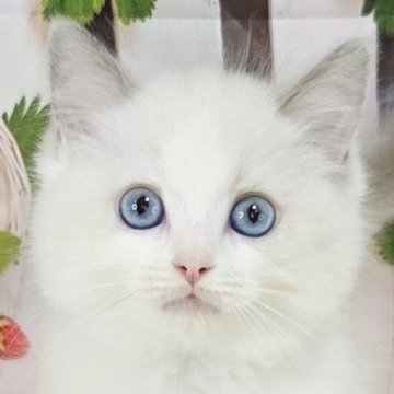 ラグドール【奈良県・女の子・2025年9月12日・ブルーポイントバイカラー】の写真「美しい女の子😆」