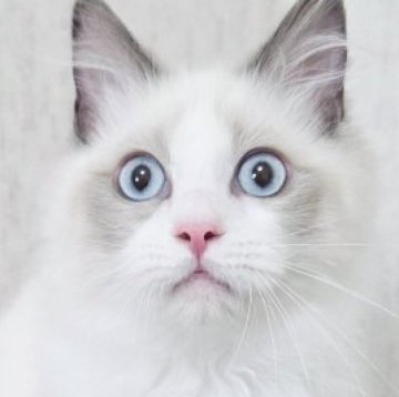 ラグドール【奈良県・男の子・2025年7月11日・ブルーポイントバイカラー】の写真「とってもフレンドリーな子♥️」