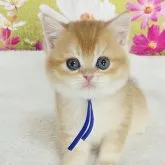 ブリティッシュショートヘア