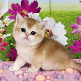 ブリティッシュショートヘア