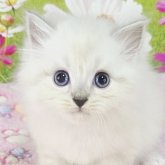 サイベリアン