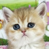 ブリティッシュショートヘア