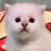 サイベリアン