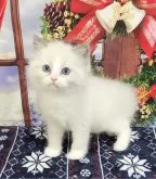 ラグドール【奈良県・男の子・2024年10月28日・ブルーポイントバイカラー】の写真6