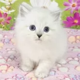 サイベリアン【奈良県・男の子・2025年9月9日・ブルーリンクスポイント】の写真2