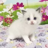 ラグドール【奈良県・男の子・2025年3月20日・ブルーポイントバイカラー】の写真2