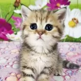 ブリティッシュショートヘア【奈良県・女の子・2025年4月6日・ブラウンマッカレルタビー】の写真2