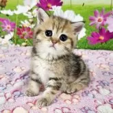 ブリティッシュショートヘア【奈良県・女の子・2025年4月6日・ブラウンマッカレルタビー】の写真3