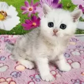 ブリティッシュショートヘア【奈良県・男の子・2025年4月6日・ブラックシルバークラシックタビー】の写真3