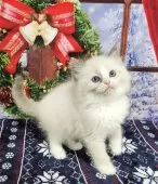 ラグドール【奈良県・男の子・2024年10月28日・ブルーポイントバイカラー】の写真8