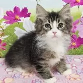 サイベリアン【奈良県・男の子・2025年7月14日・ブラウンマッカレルタビー&ホワイト】の写真4