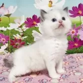 ラグドール【奈良県・女の子・2025年3月20日・ブルーポイントバイカラー】の写真8