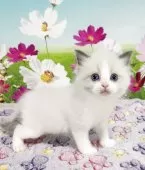 ラグドール【奈良県・男の子・2025年3月20日・ブルーポイントバイカラー】の写真4