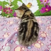 ブリティッシュショートヘア【奈良県・女の子・2025年4月6日・ブラウンマッカレルタビー】の写真4