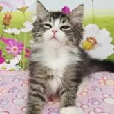 サイベリアン【奈良県・男の子・2025年7月14日・ブラウンマッカレルタビー&ホワイト】の写真5