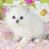 サイベリアン【奈良県・男の子・2025年9月9日・ブルーリンクスポイント】の写真5