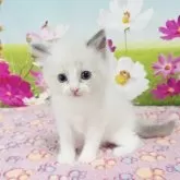 ラグドール【奈良県・男の子・2025年8月25日・ブルーポイントバイカラー】の写真9