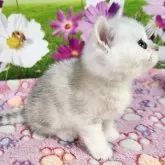 ブリティッシュショートヘア【奈良県・男の子・2025年4月6日・ブラックシルバークラシックタビー】の写真5