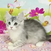 サイベリアン【奈良県・女の子・2025年7月14日・シルバーマッカレルタビー&ホワイト】の写真5