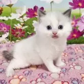 ラグドール【奈良県・女の子・2025年3月20日・ブルーポイントバイカラー】の写真9