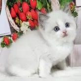 ラグドール【奈良県・女の子・2025年9月12日・ブルーポイントバイカラー】の写真5