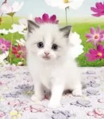 ラグドール【奈良県・男の子・2025年3月20日・ブルーポイントバイカラー】の写真6