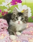 サイベリアン【奈良県・男の子・2025年7月14日・ブラウンマッカレルタビー&ホワイト】の写真6