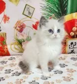 ラグドール【奈良県・男の子・2024年10月28日・ブルーポイントバイカラー】の写真5