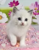 ラグドール【奈良県・男の子・2025年8月25日・ブルーポイントバイカラー】の写真3