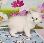 サイベリアン【奈良県・男の子・2025年6月23日・シールリンクスポイント】の写真5
