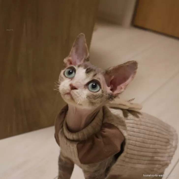 ID：2510-00936の子猫