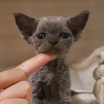 デボンレックス【千葉県・男の子・2025年11月4日・ブルー（巻き毛）】の写真「希少なお色で、毛ぶきもとても良い子」