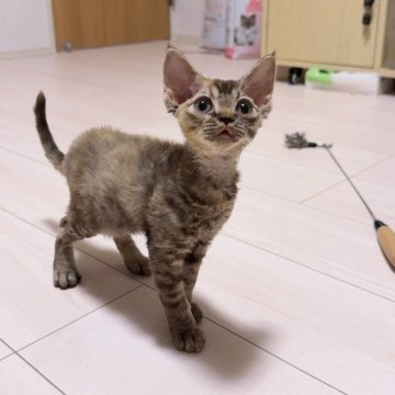 デボンレックス【千葉県・女の子・2025年6月12日・べっ甲タビー（巻き毛）】の写真「ふわふわの巻き毛で、遊ぶのも抱っこも大好き💖」