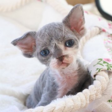 デボンレックス【千葉県・男の子・2025年11月4日・ブルーホワイト（巻き毛）】の写真「お耳がとっても大きくて、色味もすごく特徴的です👂」