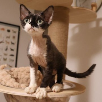 デボンレックス【千葉県・男の子・2025年6月11日・白黒（巻き毛）】の写真「遊ぶ大好きな甘えん～出会い応援プライス🐱💕」