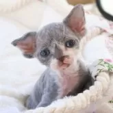 デボンレックス